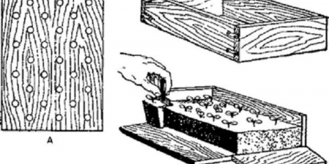 Kako napraviti kutije za sadnice vlastitim rukama